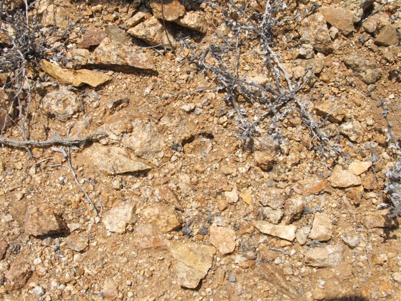 Copiapoa hypogaea 