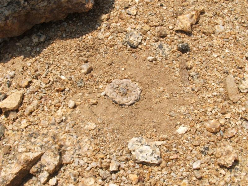 Copiapoa hypogaea 