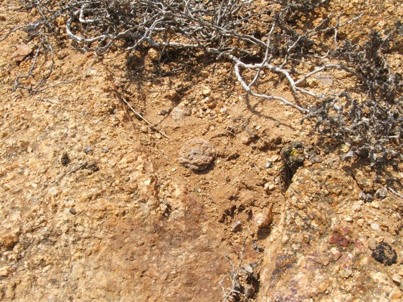 Copiapoa hypogaea 