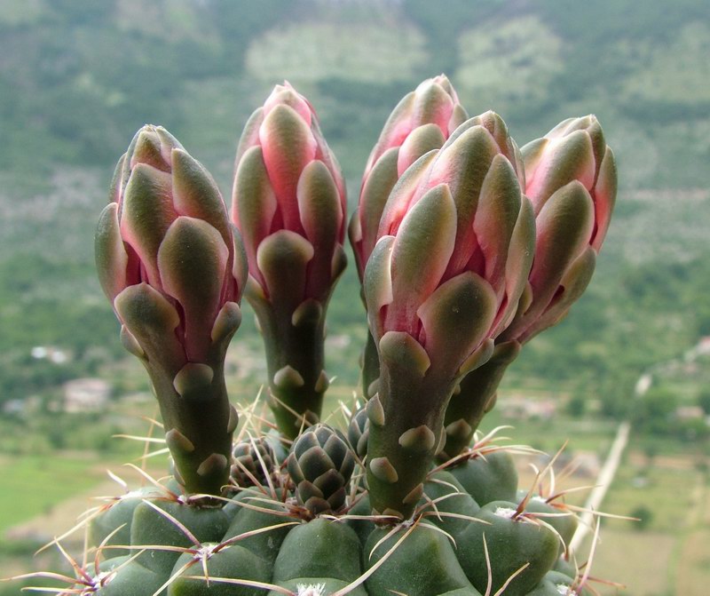 Gymnocalycium baldianum 