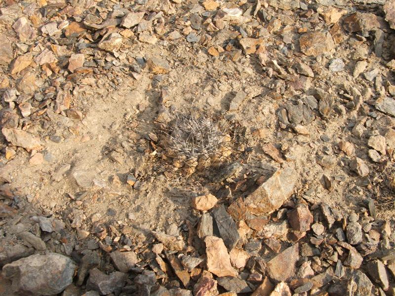 Copiapoa mollicula 