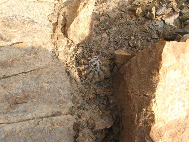 Copiapoa mollicula 