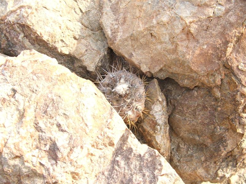 Copiapoa mollicula 