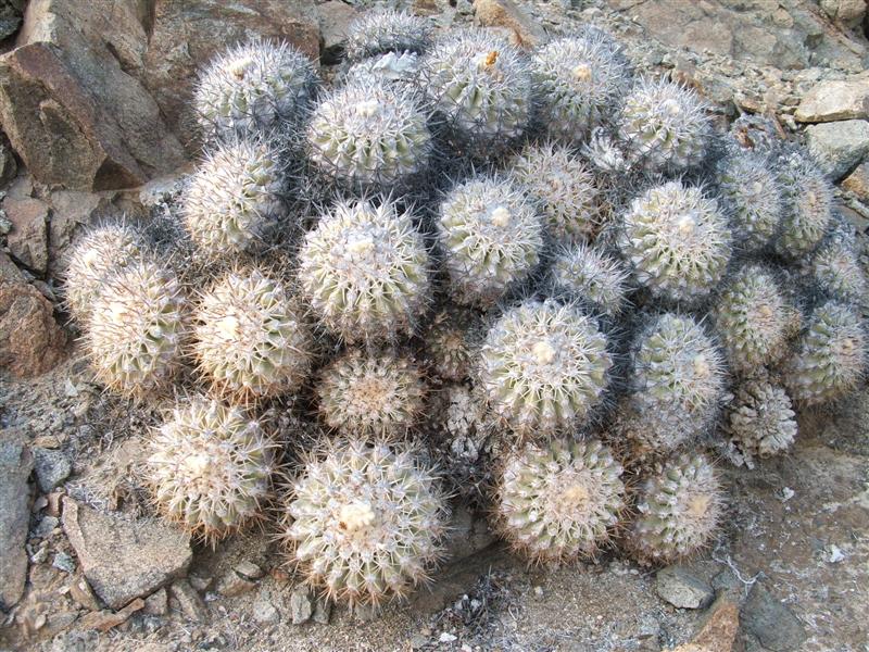 Copiapoa cinerascens 