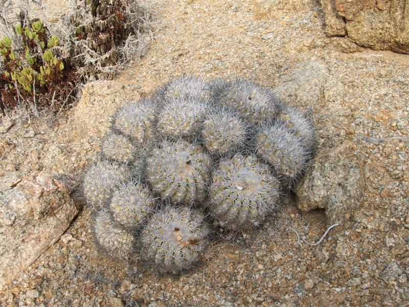 Copiapoa cinerascens 