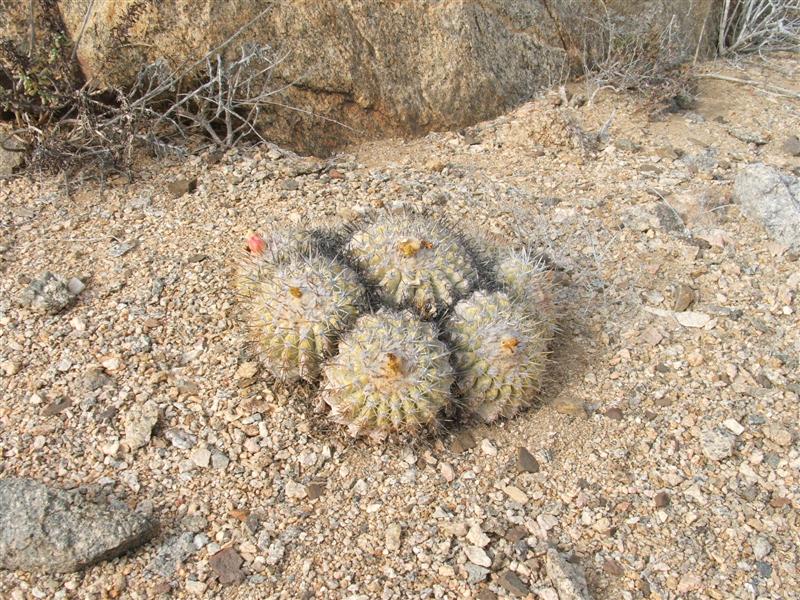 Copiapoa cinerascens 