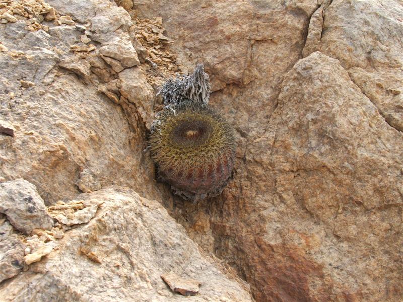 Copiapoa serpentisulcata 