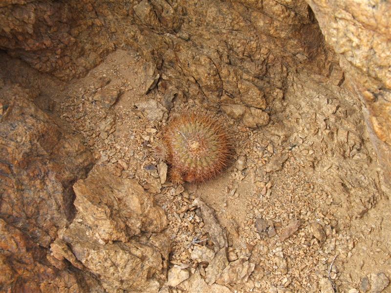 Copiapoa serpentisulcata 