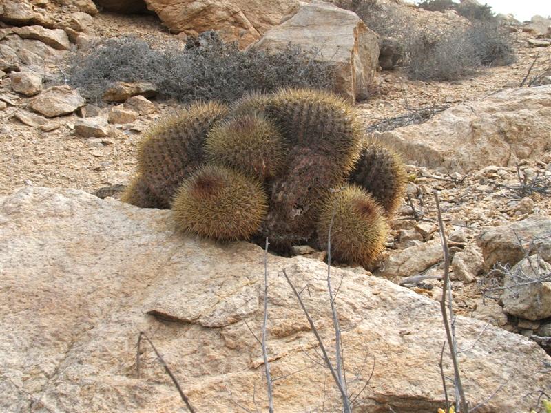 Copiapoa serpentisulcata 