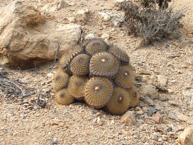 Copiapoa serpentisulcata 