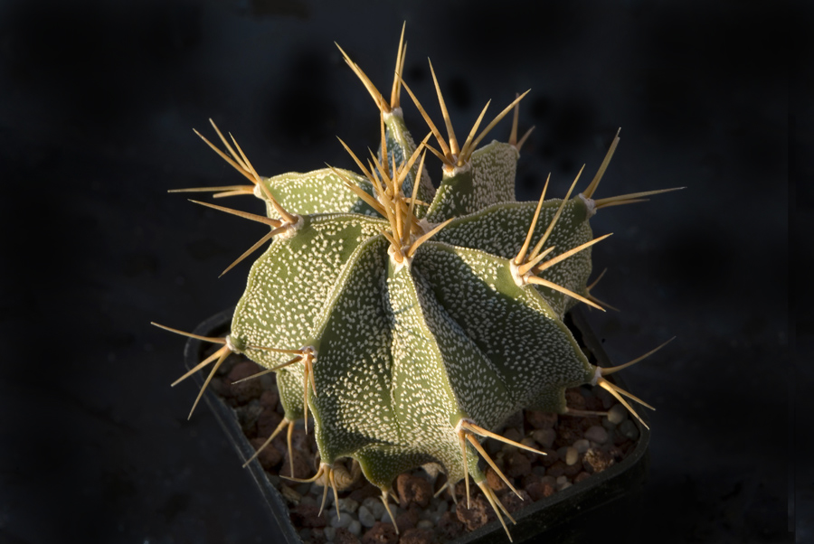 Astrophytum Ornatum 