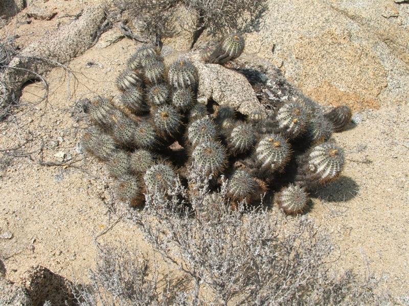 Copiapoa calderana 