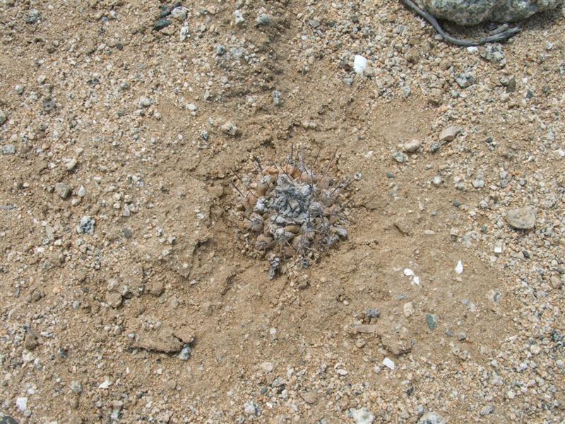 Copiapoa leonensis 