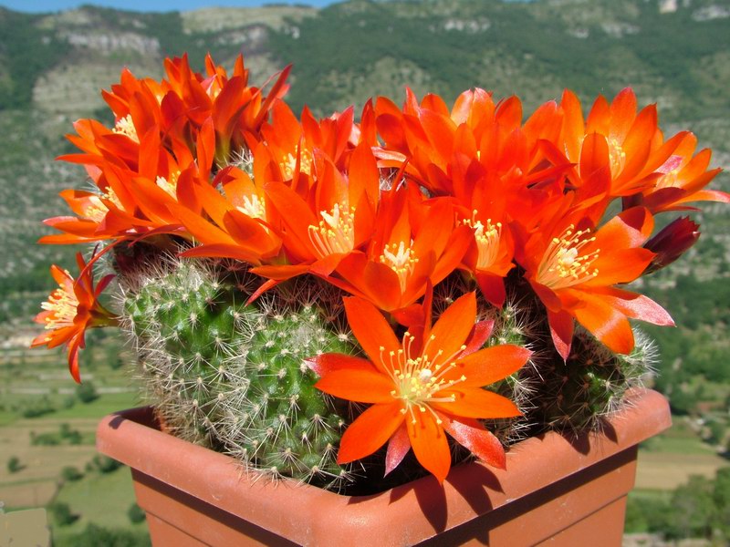 Rebutia lauii MG 1197.2