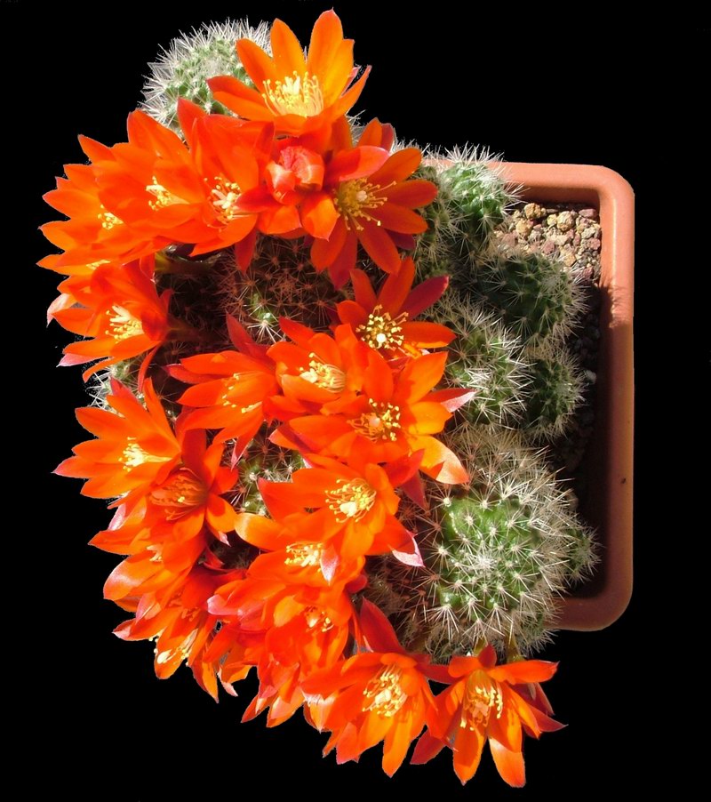 Rebutia lauii MG 1197.2