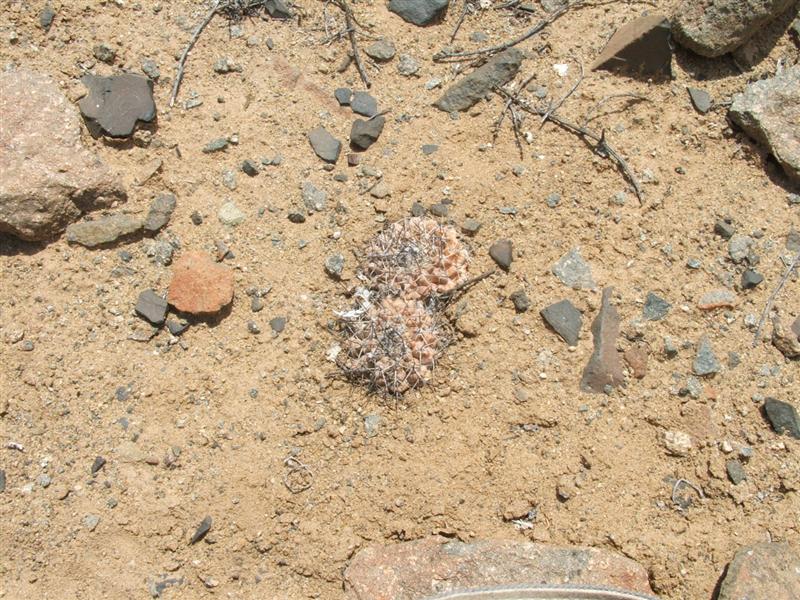 Copiapoa leonensis 