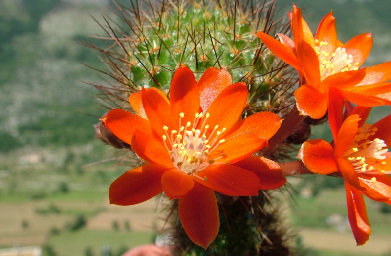 rebutia donaldiana