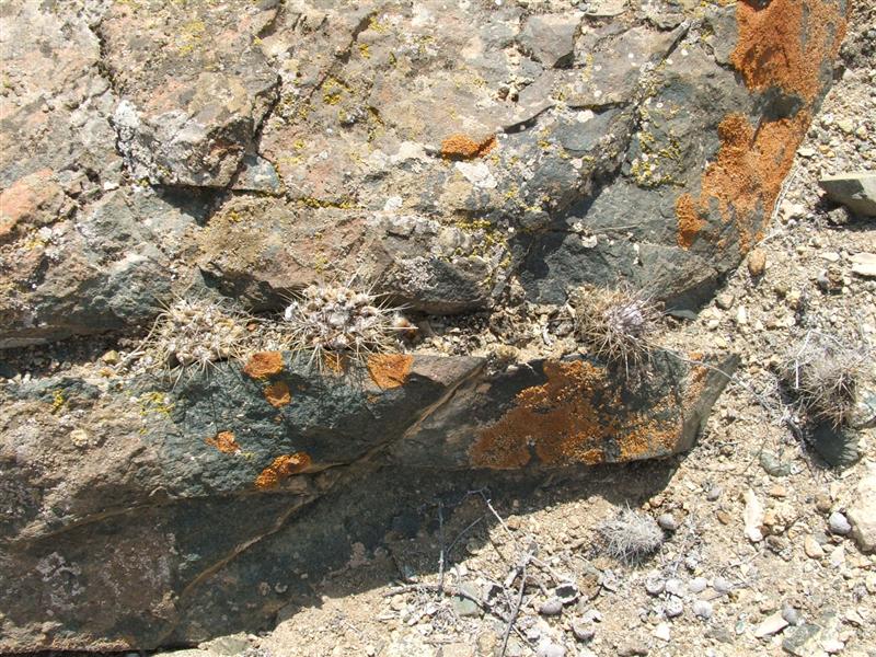 Copiapoa leonensis 