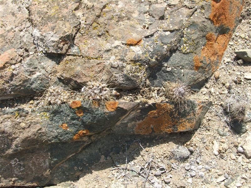 Copiapoa leonensis 