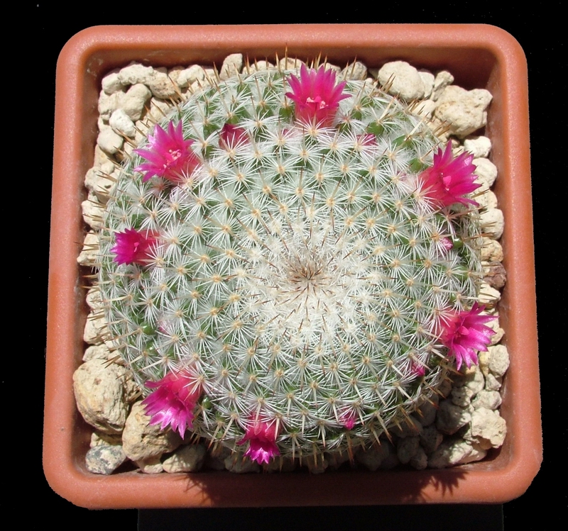 Mammillaria monticola 