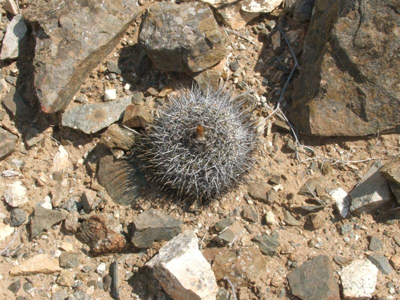 copiapoa echinata v. pulla