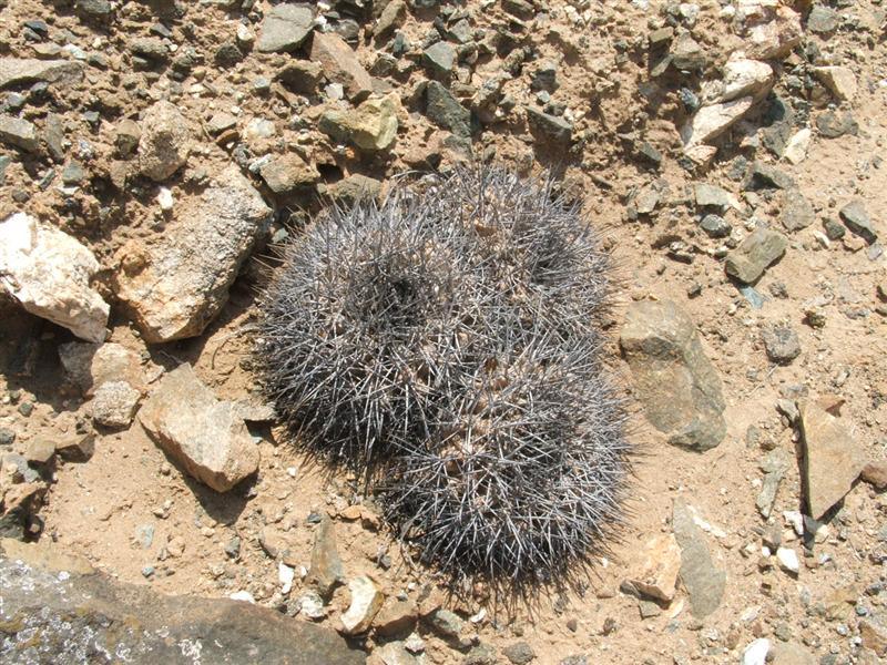 Copiapoa echinata v. pulla 