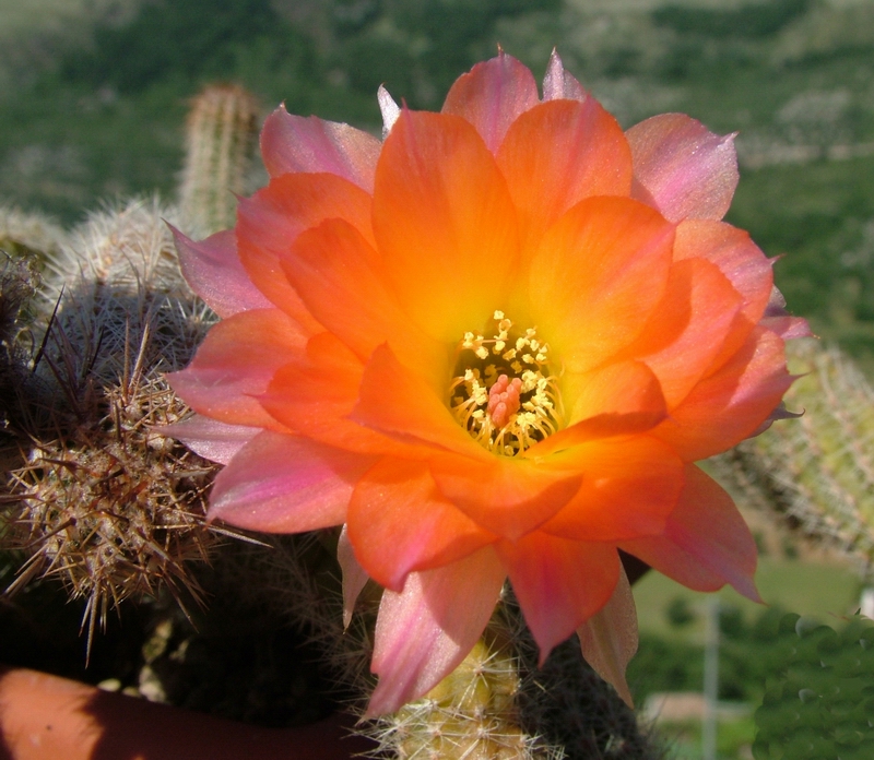 Chamaecereus cv. perla di verona 