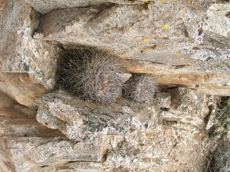 Copiapoa humilis ssp. longispina 