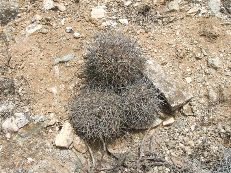 Copiapoa humilis ssp. longispina 