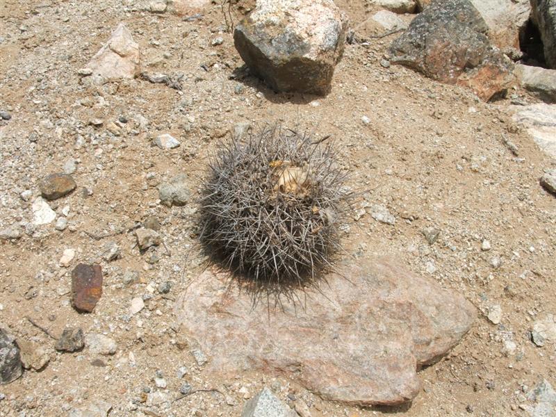 Copiapoa humilis ssp. longispina 