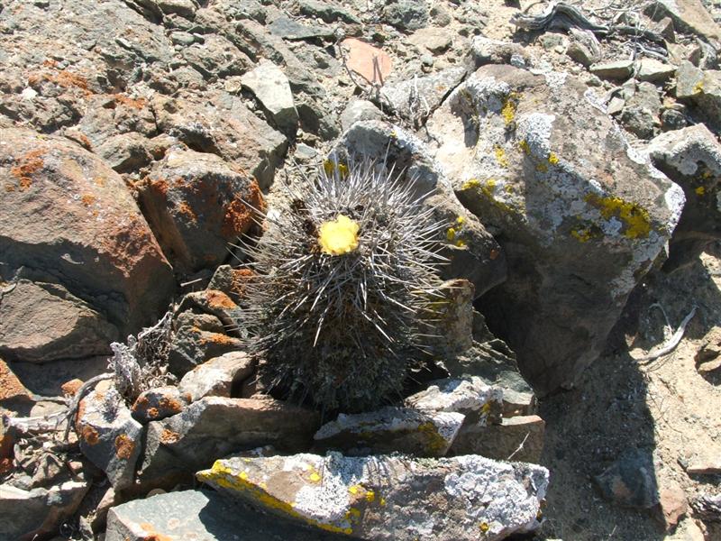 Copiapoa echinata v. borealis 