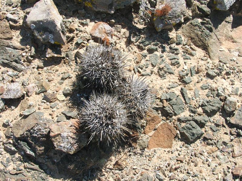 Copiapoa echinata v. borealis 