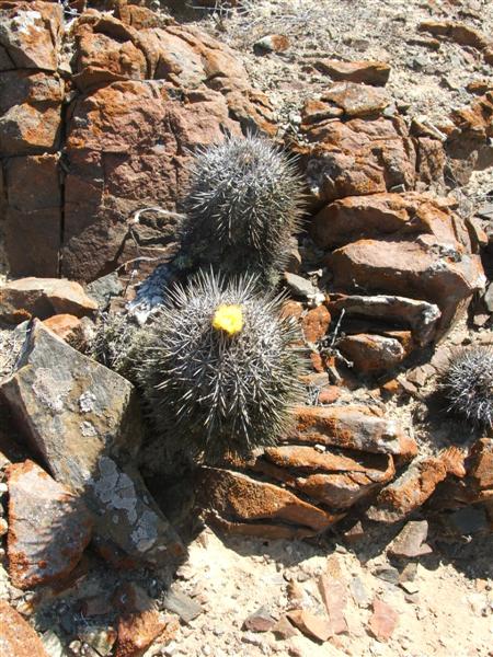 Copiapoa echinata v. borealis 