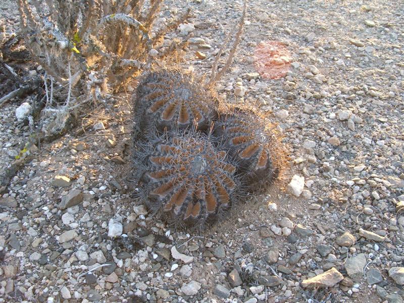 Copiapoa echinoides 