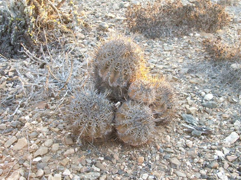 Copiapoa echinoides 