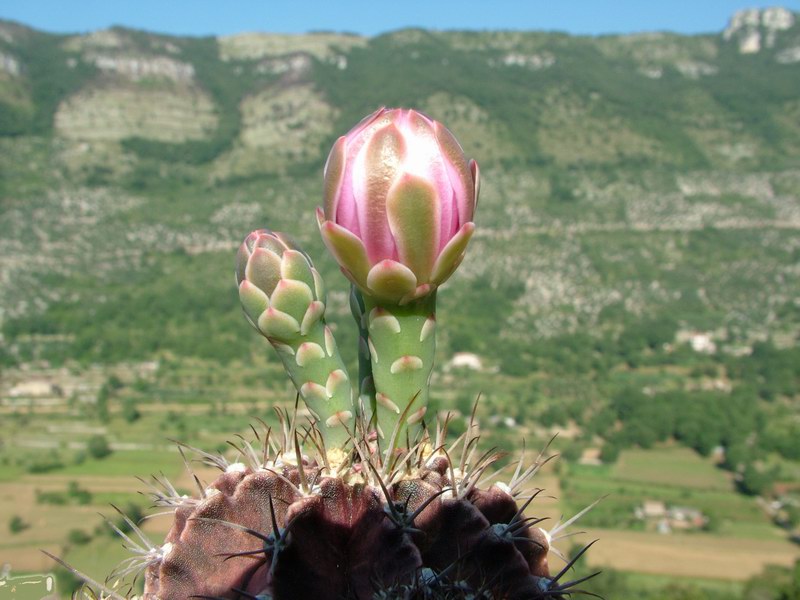 Gymnocalycium stenopleurum 