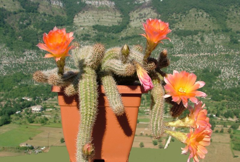 Chamaecereus cv. perla di verona 