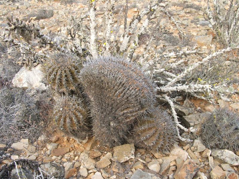 Copiapoa echinoides 