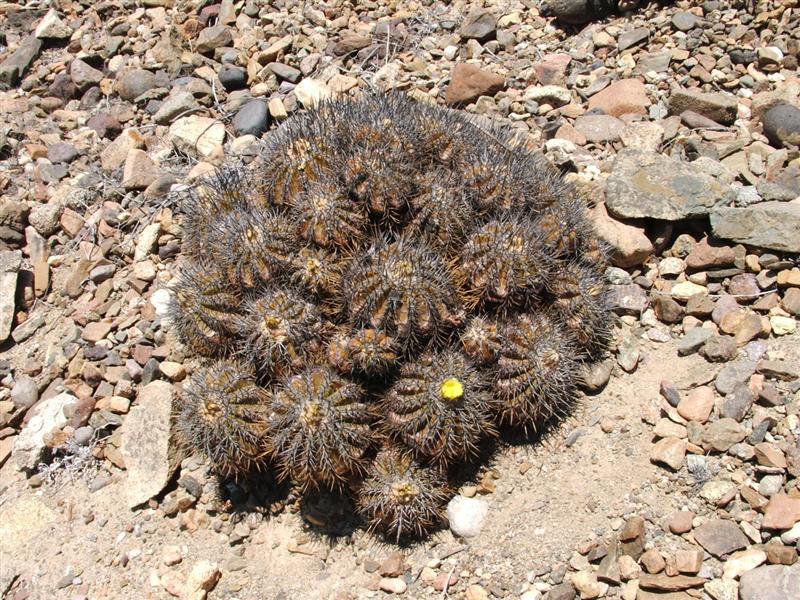 Copiapoa echinoides 