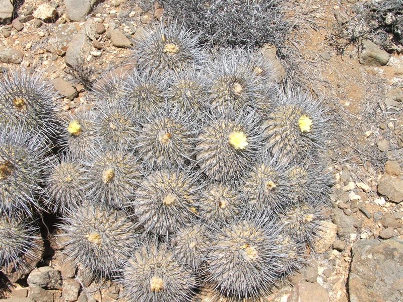 Copiapoa dealbata v. carrizalensis 