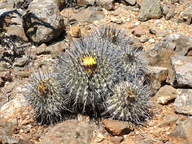 Copiapoa carrizalensis 