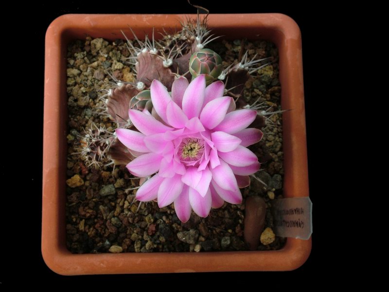 Gymnocalycium stenopleurum 