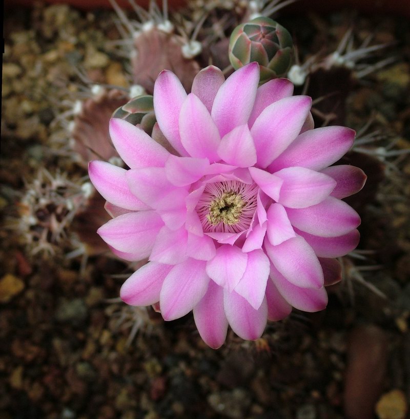 Gymnocalycium stenopleurum 