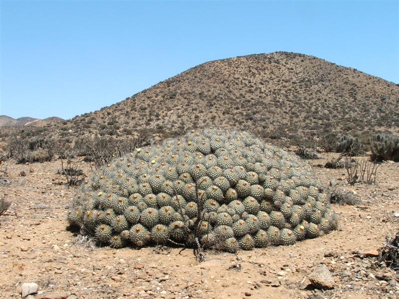 Copiapoa carrizalensis 