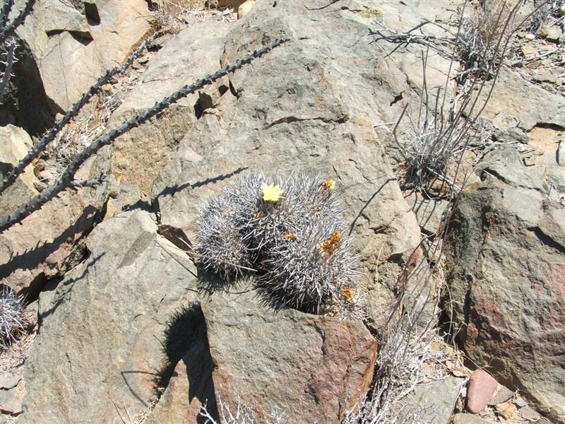 Copiapoa megarhiza v. parvula 