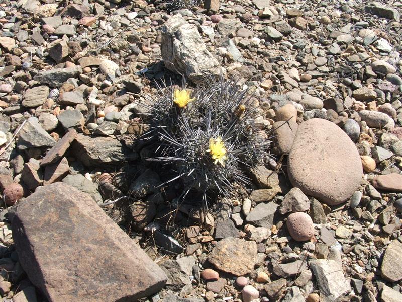 Copiapoa megarhiza v. parvula 