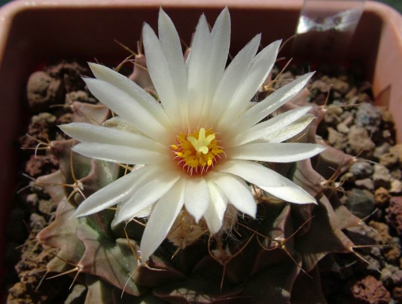 Obregonia denegrii 
