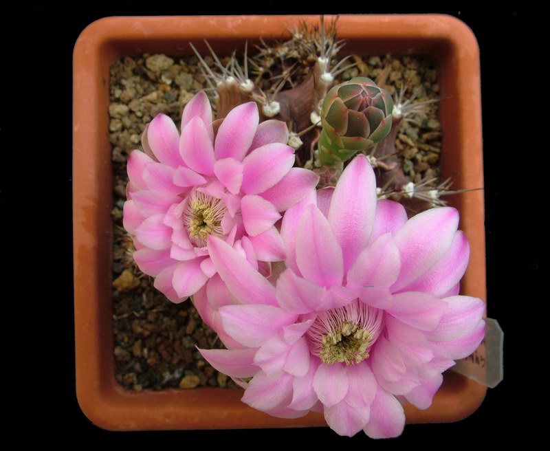 Gymnocalycium stenopleurum 