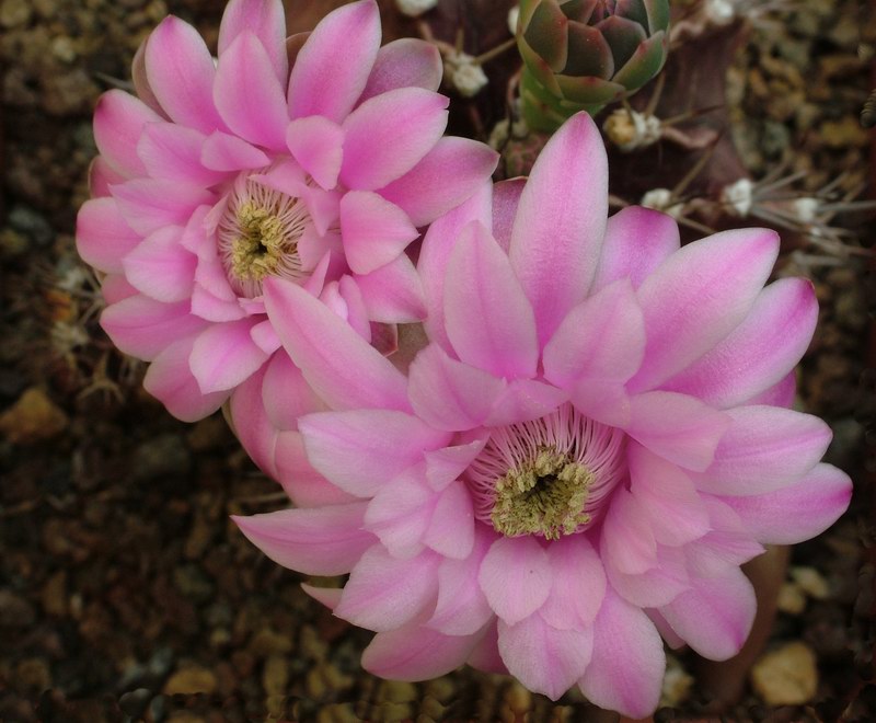 Gymnocalycium stenopleurum 