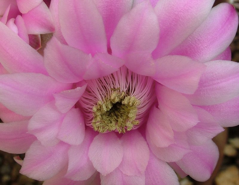 Gymnocalycium stenopleurum 